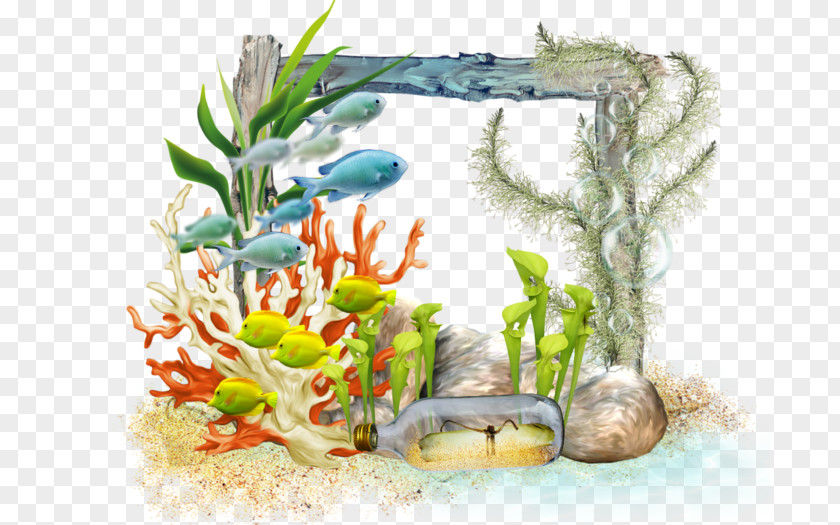 Aquarium Flower Aquatic Plants Illustration Fauna PNG