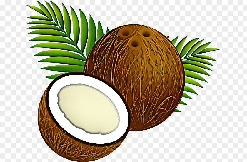 Arecales Plant Palm Tree PNG