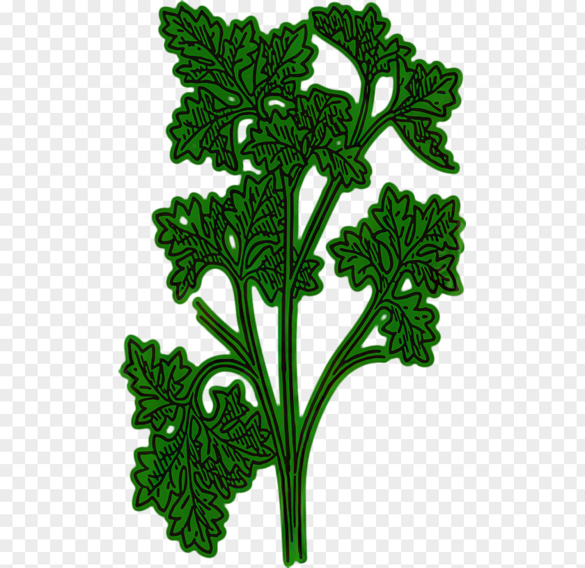 Clip Art Chervil Openclipart Vector Graphics Parsley Roots PNG