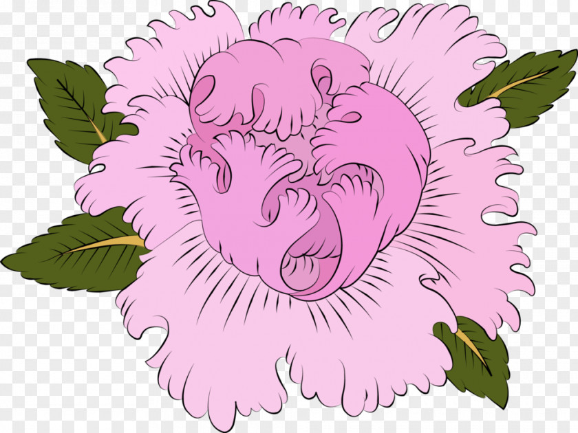 Peony Design Rosaceae Cat Petal Clip Art PNG