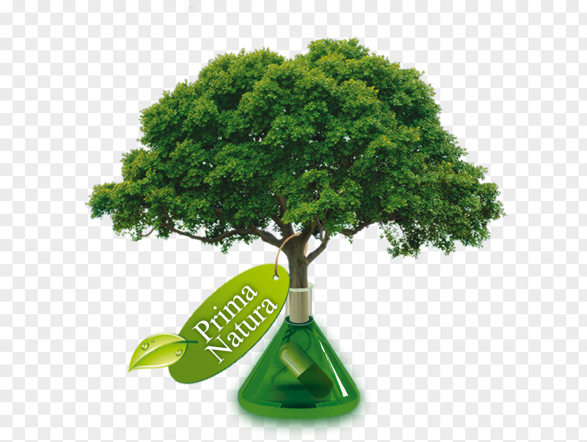 Tree Transpiration Arbor Day Foundation Manipal College Of Dental Sciences, Paper PNG