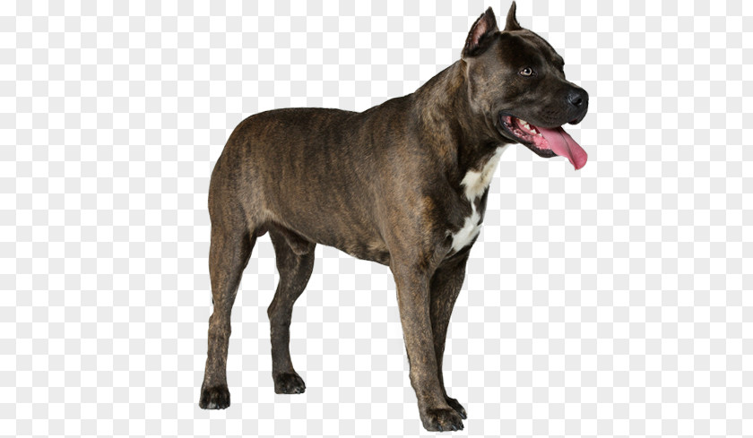 American Staffordshire Terrier Bull Scottish Deerhound Staghound PNG