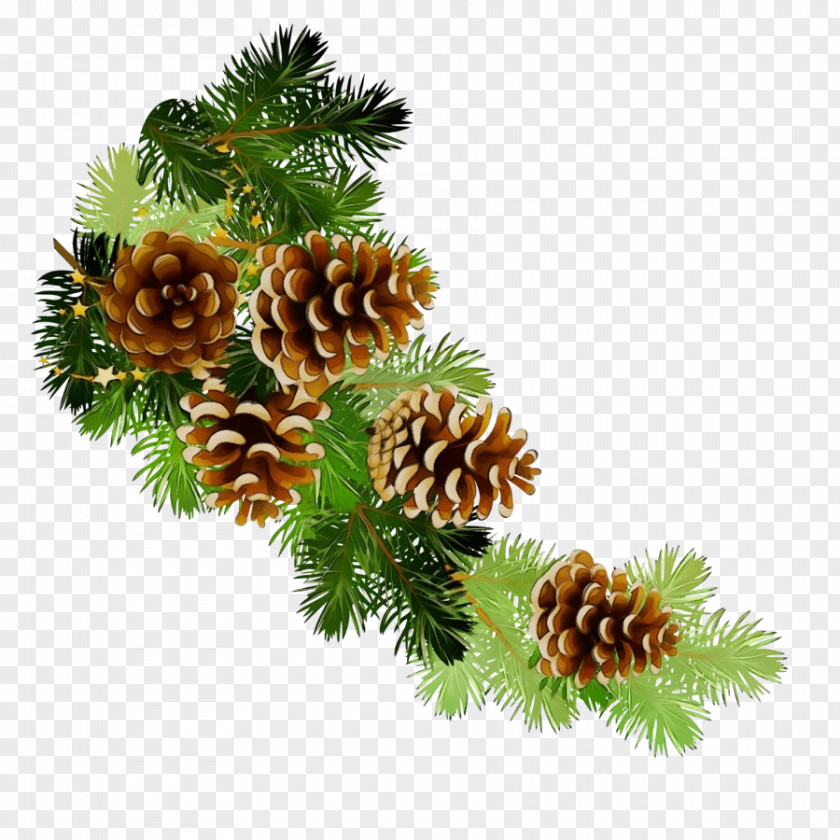 Canadian Fir Oregon Pine Shortleaf Black Spruce Columbian Sugar Balsam Yellow PNG