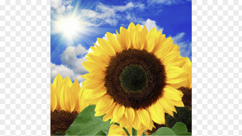 Common Sunflower Stock Photography Royalty-free PNG