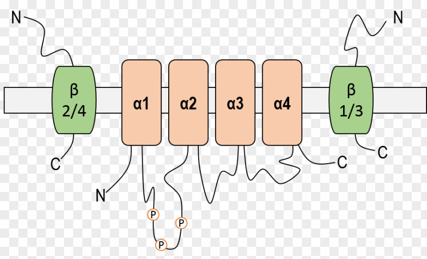 Epithelial Sodium Channel Ion Depolarization PNG