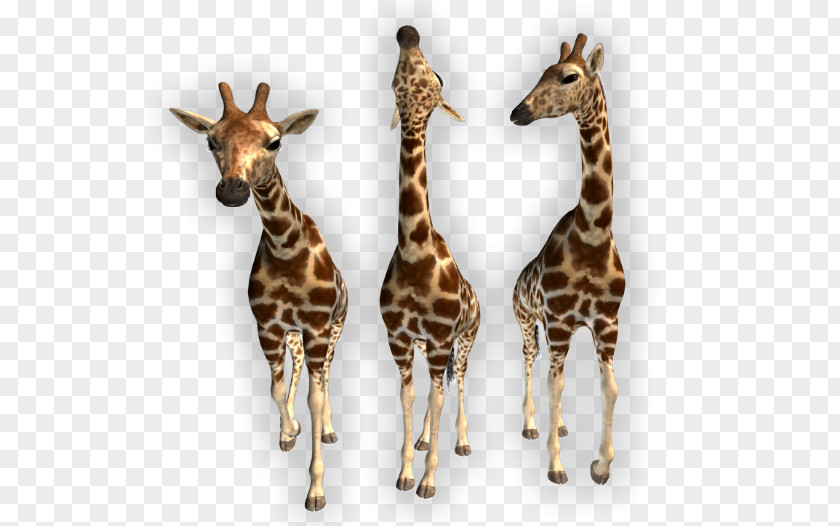 Giraffe Northern Animal Clip Art PNG