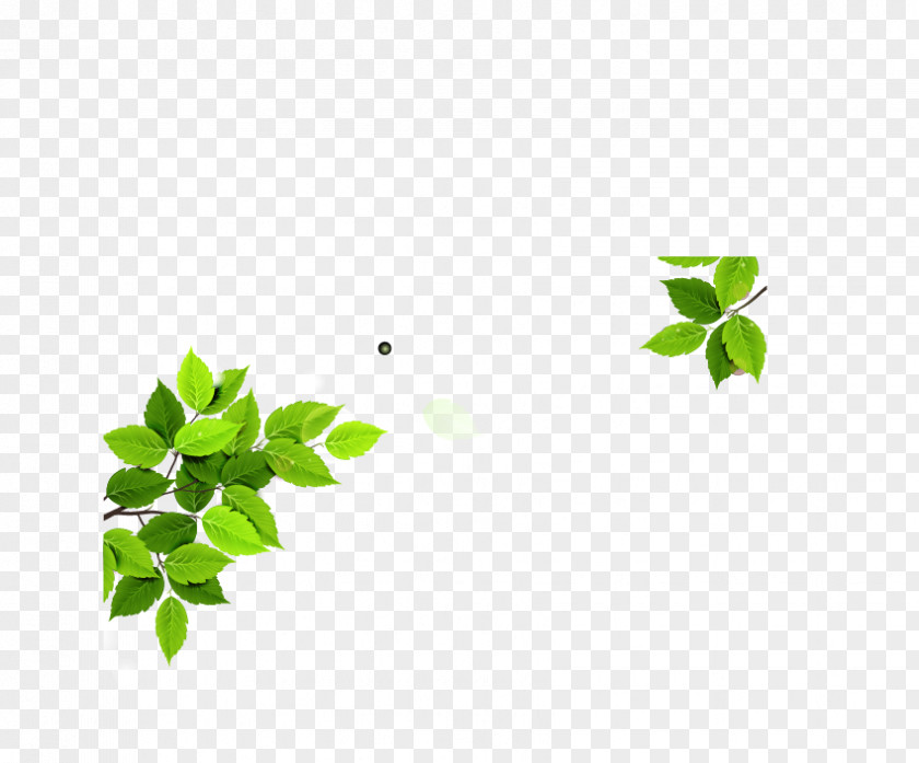 Leaf Euclidean Vector Icon PNG