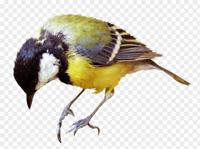 Oiseaux Bird Great Tit Clip Art PNG