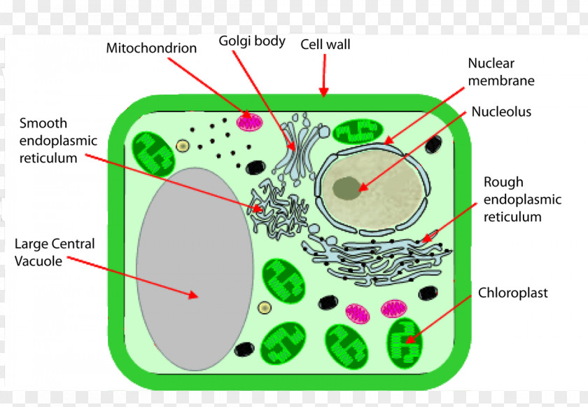 Plant Cell Wall Chloroplast Organelle PNG