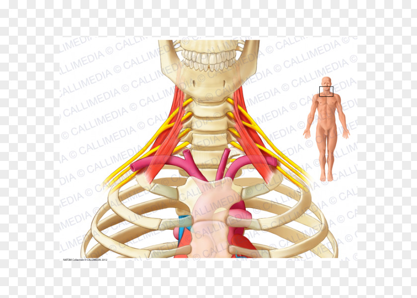 Dizi Nerve Cervicobrachial Neuralgia Scalene Muscles Brachial Plexus Anatomy PNG