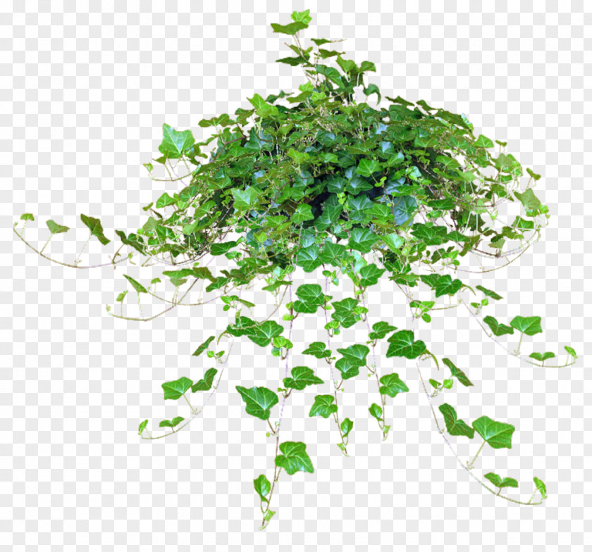 Ivy Common Plant Hedera Hibernica Vine PNG