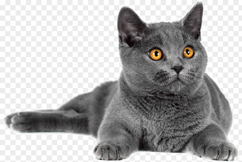 Korat British Shorthair Chartreux Domestic Short-haired Cat Whiskers PNG