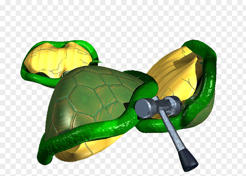 Turtle Tortoise .pptx PNG