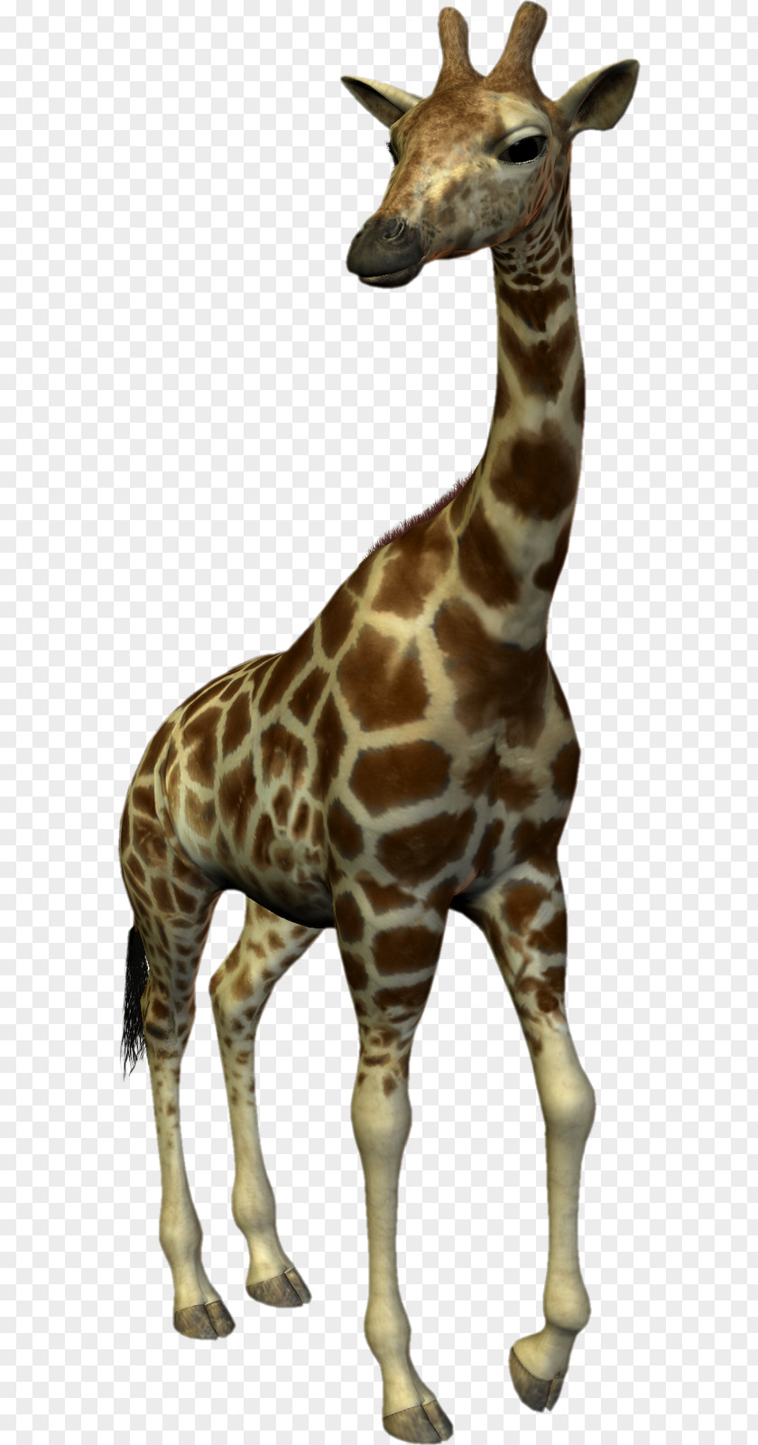 Giraffe Northern Dog Lion Horse PNG