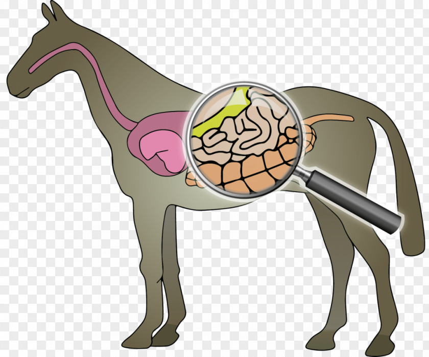 Horse Intestine Digestion Mud Fever Fodder PNG