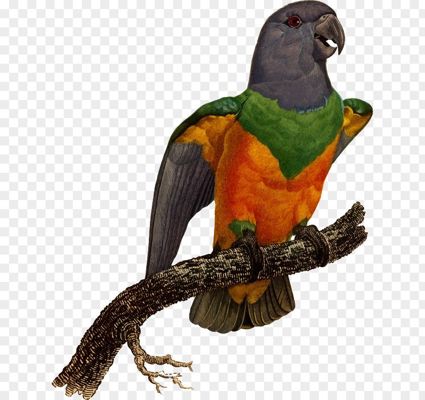 Parrot Blue-and-yellow Macaw Blue-winged Parrotlet PNG