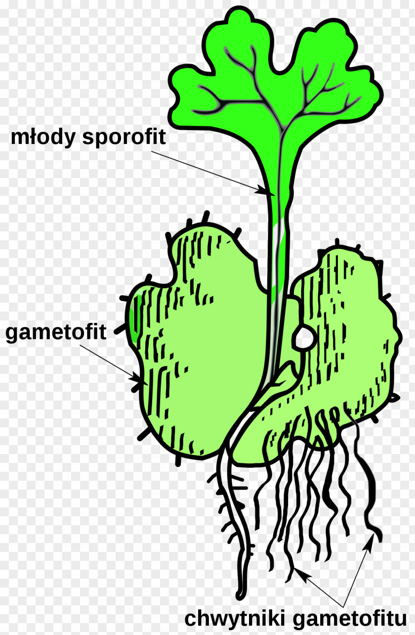 Plant Sporophyte Gametophyte Vascular Pteridophytes PNG