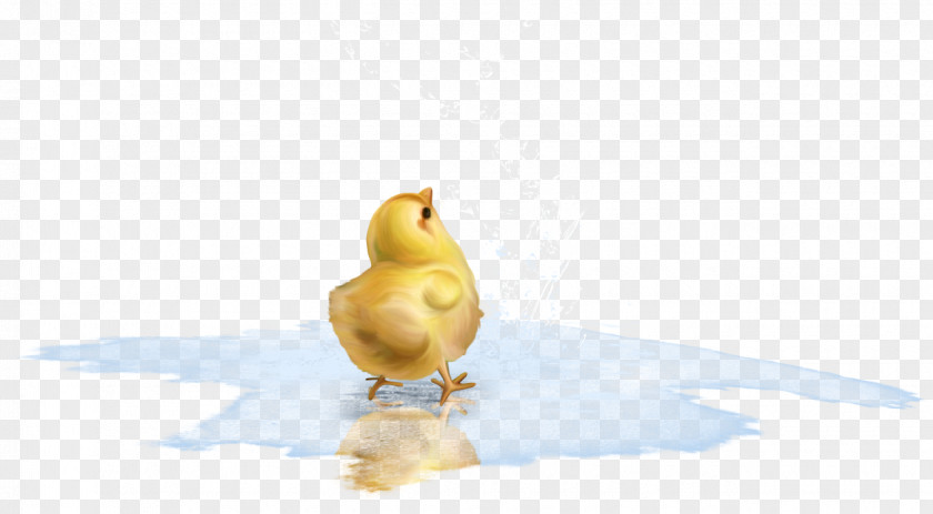 Puddle Duck Bird Chicken Goose Cygnini PNG