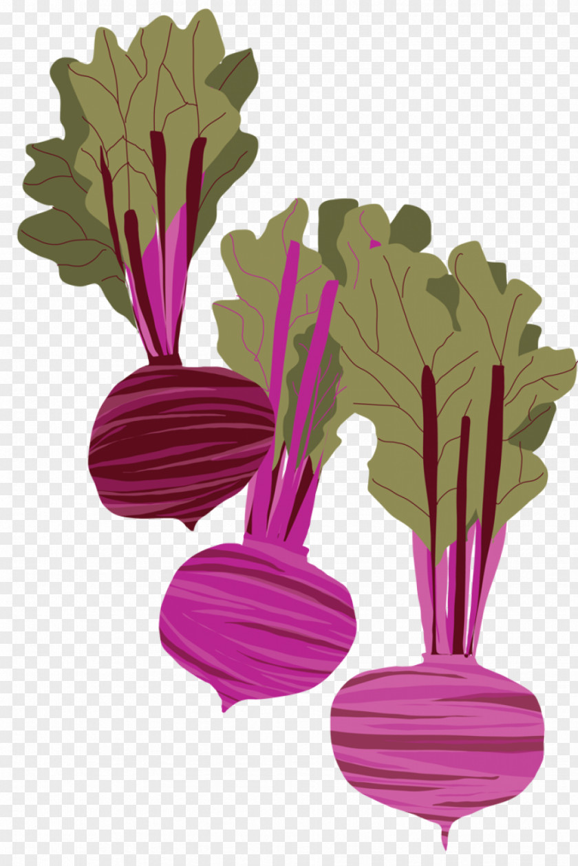 Vegetable Beetroot Drawing Root Vegetables PNG