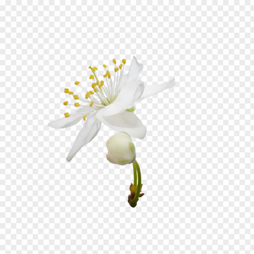 White Pear Blossom,decoration,scenery Blossoming Tree Flower PNG