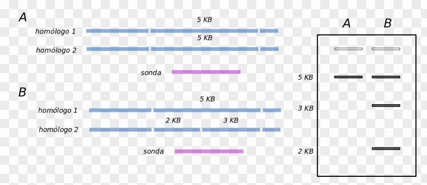 Blot Restriction Fragment Length Polymorphism Southern Amplified Electrophoresis PNG