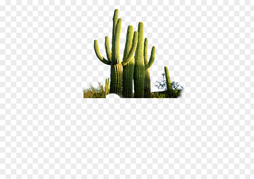 Cactus Cactaceae Desert Computer File PNG
