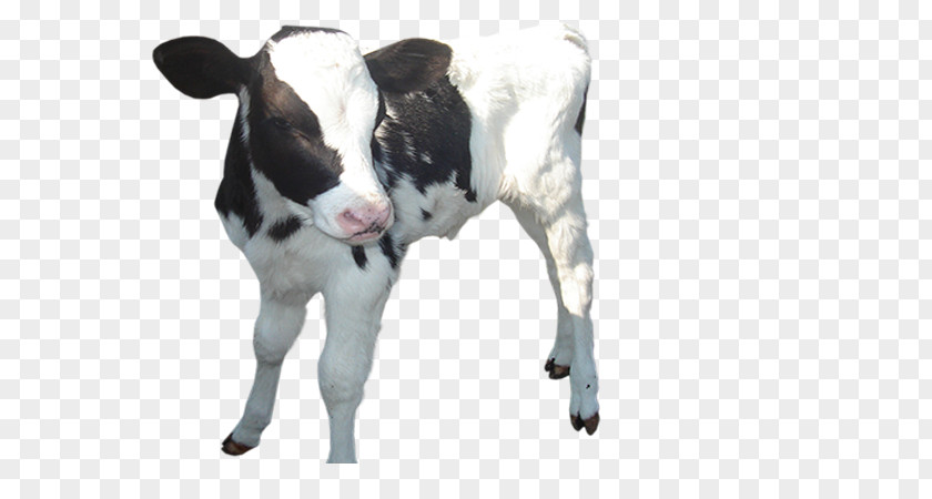 Calf Dexter Cattle Sheep Shorthorn Dairy PNG
