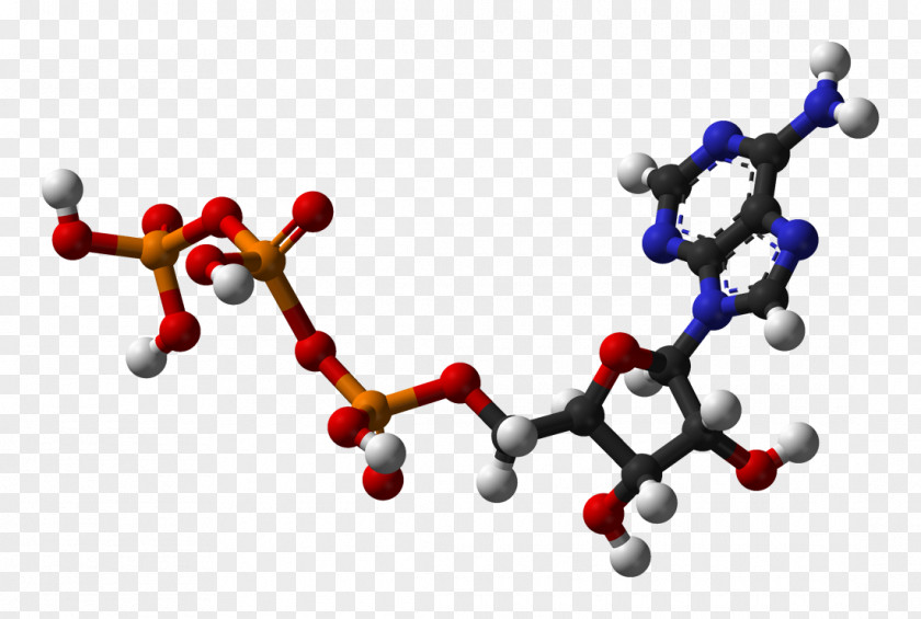 Energy Adenosine Triphosphate Cellular Respiration Diphosphate Glucose PNG