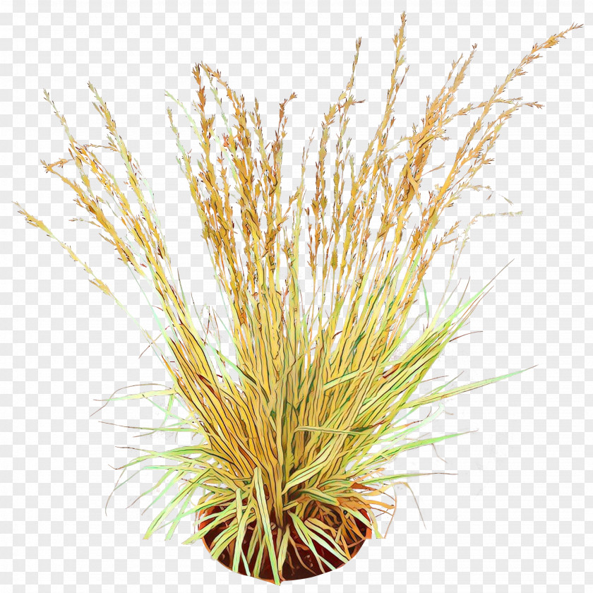 Grass Family Plant Background PNG