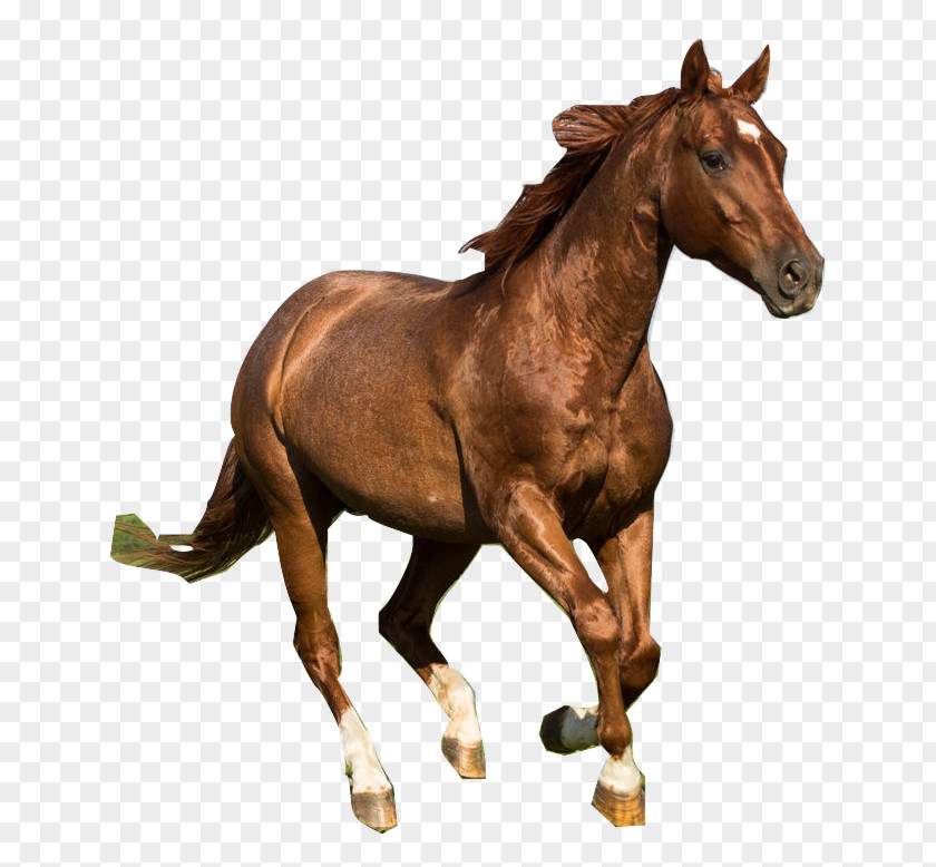Horse American Quarter Mustang Dutch Warmblood Tennessee Walking Foal PNG
