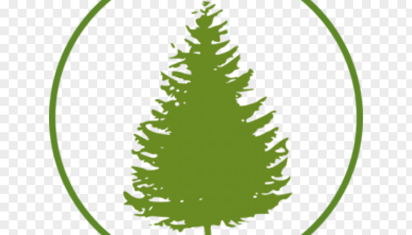 Lodgepole Pine Spruce Christmas Tree Background PNG