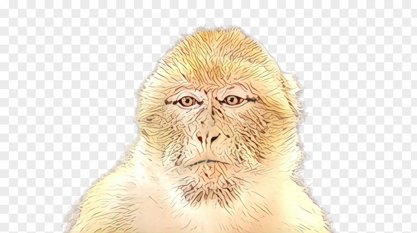 Old World Monkey Macaque Snout New Rhesus PNG