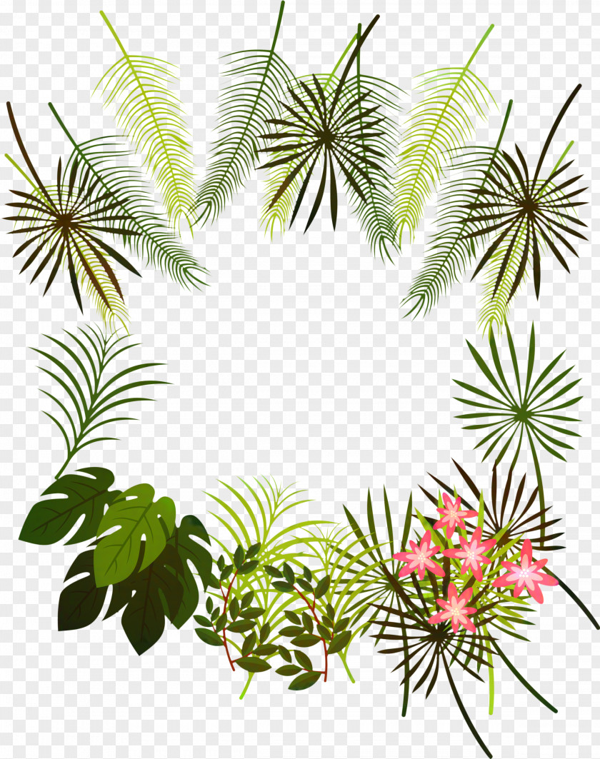 Pine Family Attalea Speciosa Black And White Flower PNG