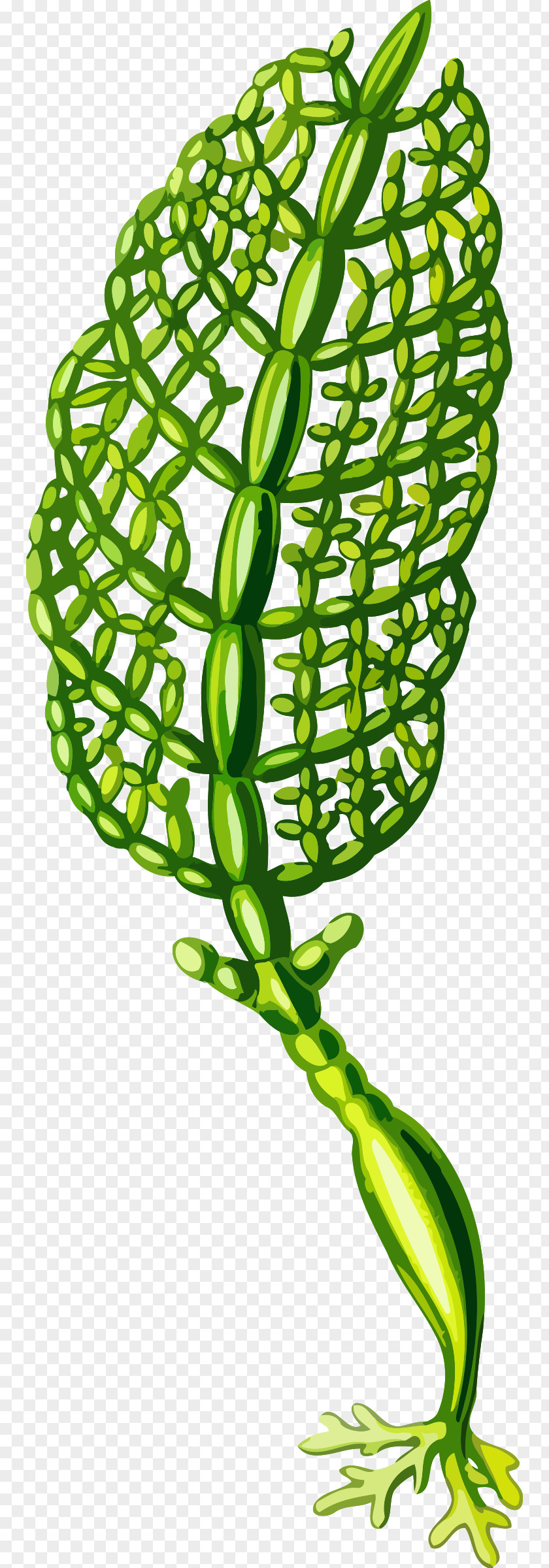 Plant Algae Seaweed Chlorella Clip Art PNG