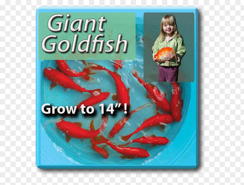 Shubunkin Goldfish Organism Font PNG