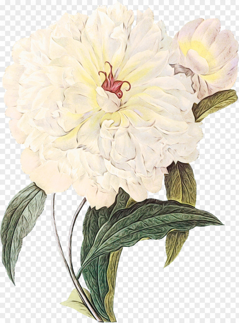 Chinese Peony Flower Plant Cut Flowers Common Petal PNG