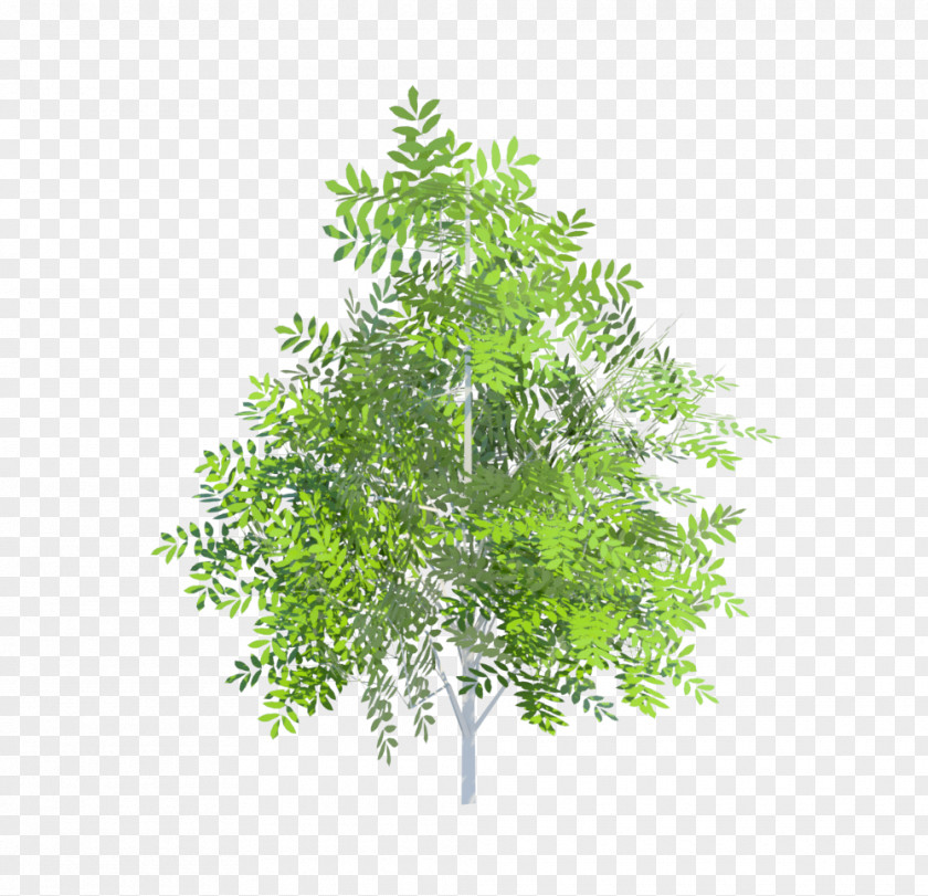 Leaf Evergreen Shrub PNG