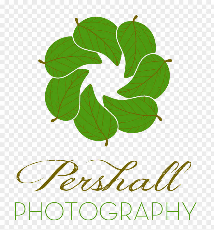 Leaf Logo Brand Plant Stem Font PNG
