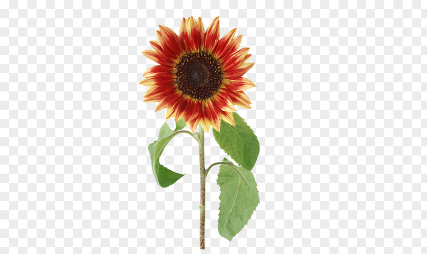 A Sunflower Common PNG