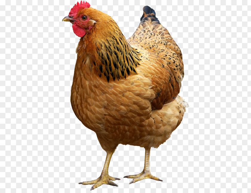 Chicken As Food Hen Poultry Rooster PNG