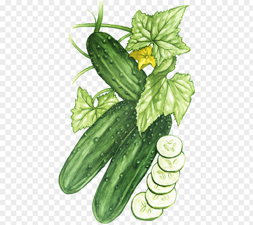 Cucumber Pickle Pickled Vegetable Melon Zucchini PNG