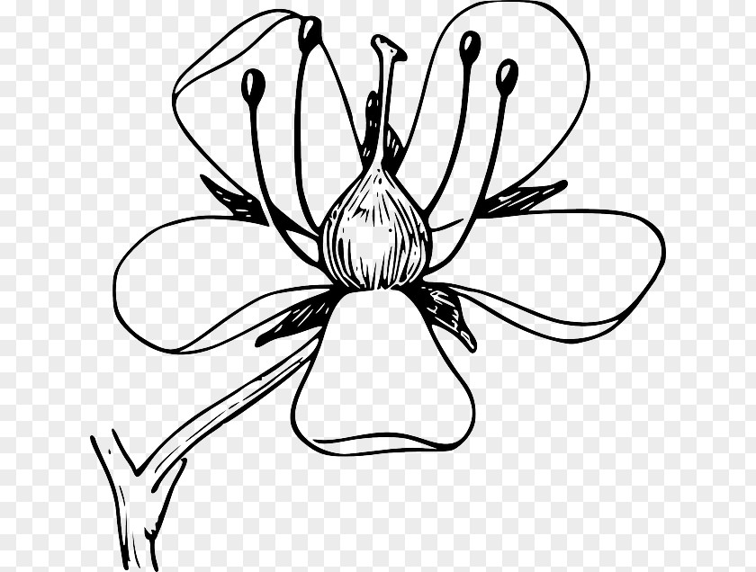 Flower Clip Art Petal Diagram Botany PNG