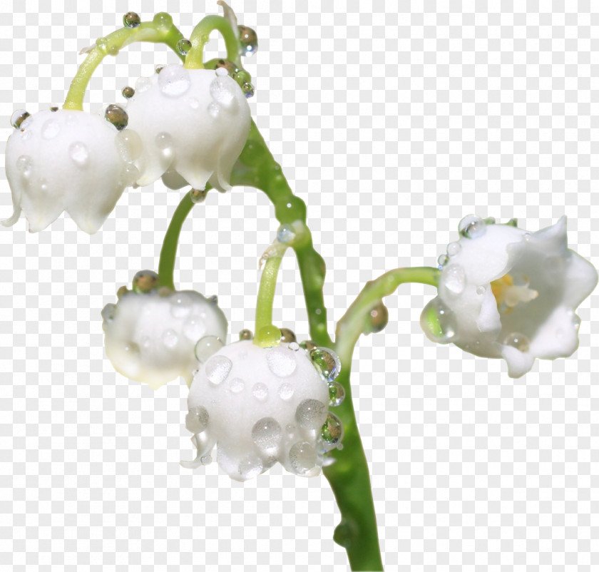 Moth Orchids Cut Flowers Body Jewellery PNG