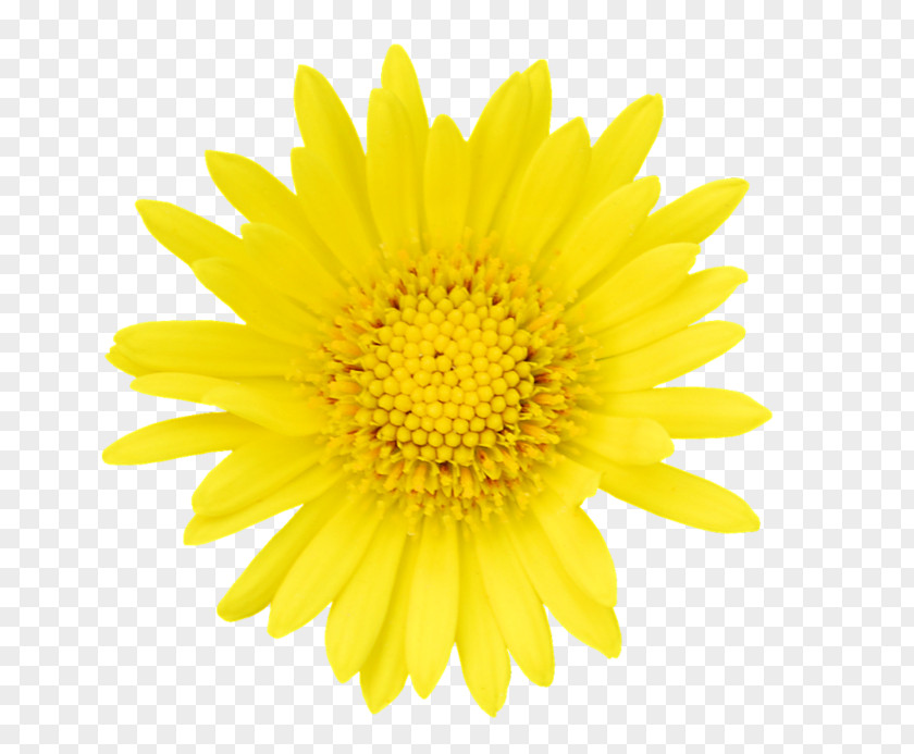 Daisy Pictogram Stock Photography Image News Graphics PNG