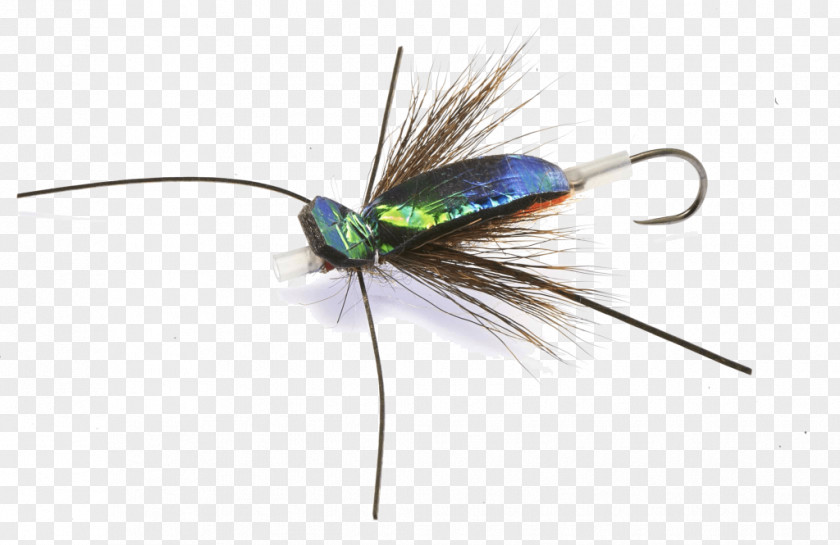Fly Artificial Fishing Rainbow Trout PNG