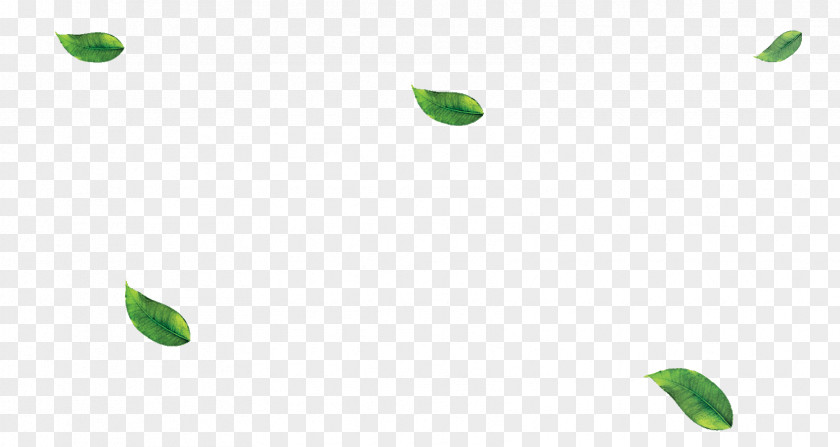 Green Leaves Leaf Plant Stem Desktop Wallpaper PNG
