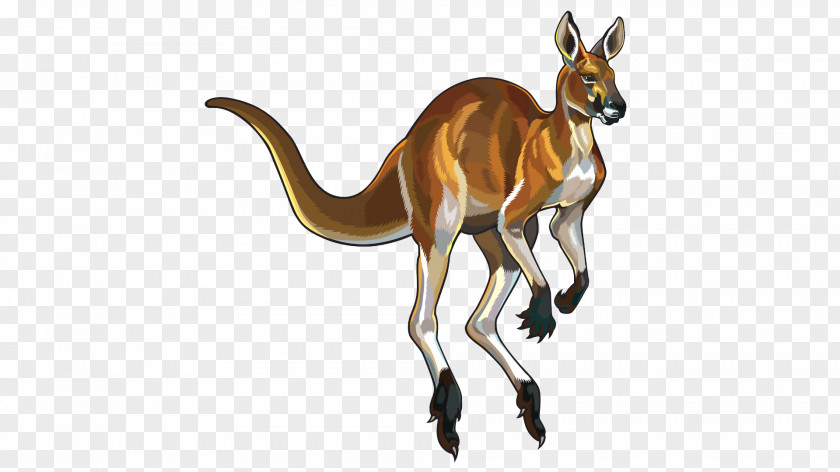 Kangaroo Red Illustration PNG