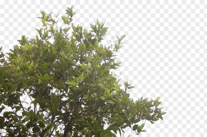 Leaf Shrub Sky Plc Branching PNG