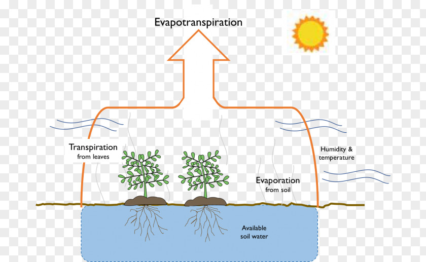 Plants For Hot Humid Weather Evaporation And Evapotranspiration: Measurements Estimations Water PNG