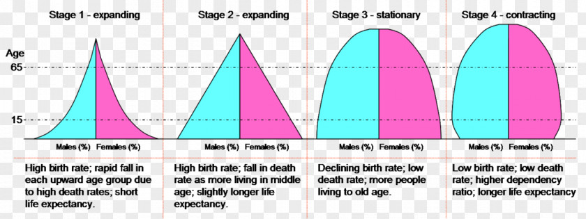 Pyramid Population Demographic Transition Growth Birth Rate PNG
